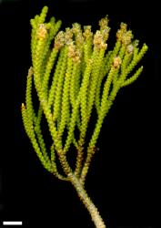 Veronica poppelwellii. Sprig. Scale = 10 mm.
 Image: M.J. Bayly & A.V. Kellow © Te Papa CC-BY-NC 3.0 NZ